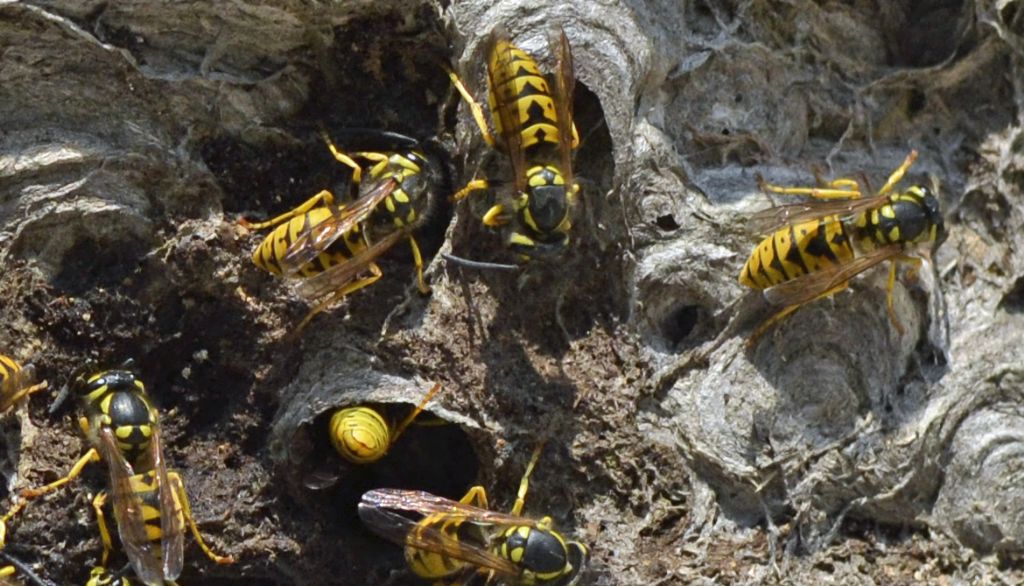 Vespula germanica, Vespidae